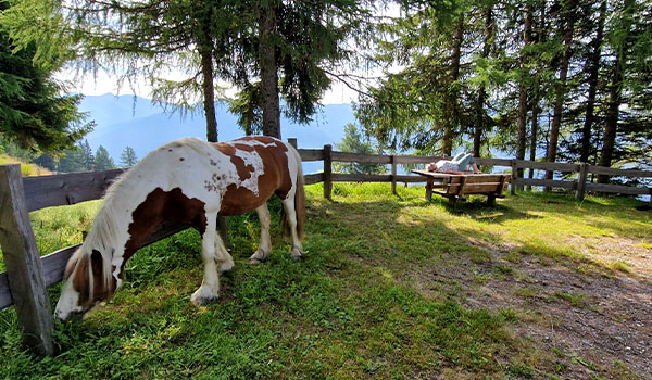 dore-doris-liegen-pferd-pferdekoppel-wiese-landschaft-600x350px